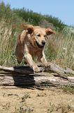 GOLDEN RETRIEVER 231